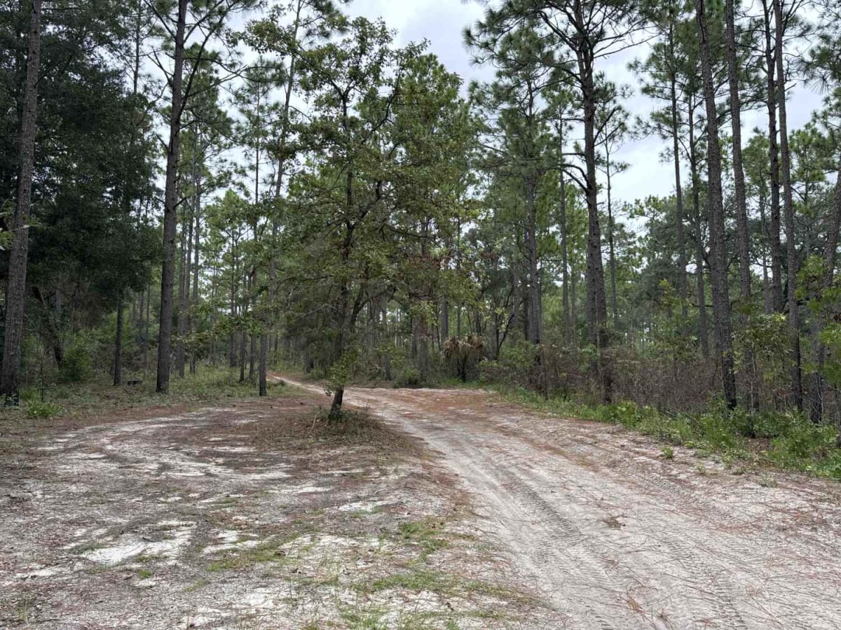 Ocala National Forest 24ST 3.2A photo 5