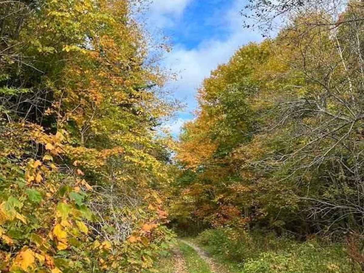 MacDonald's Glen Road photo 2