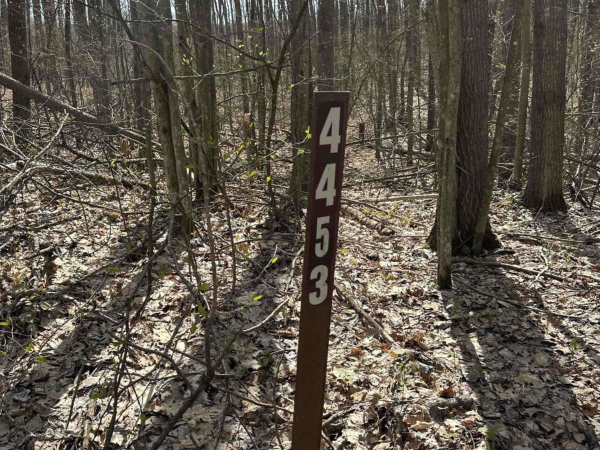 FS 4453 trail photo
