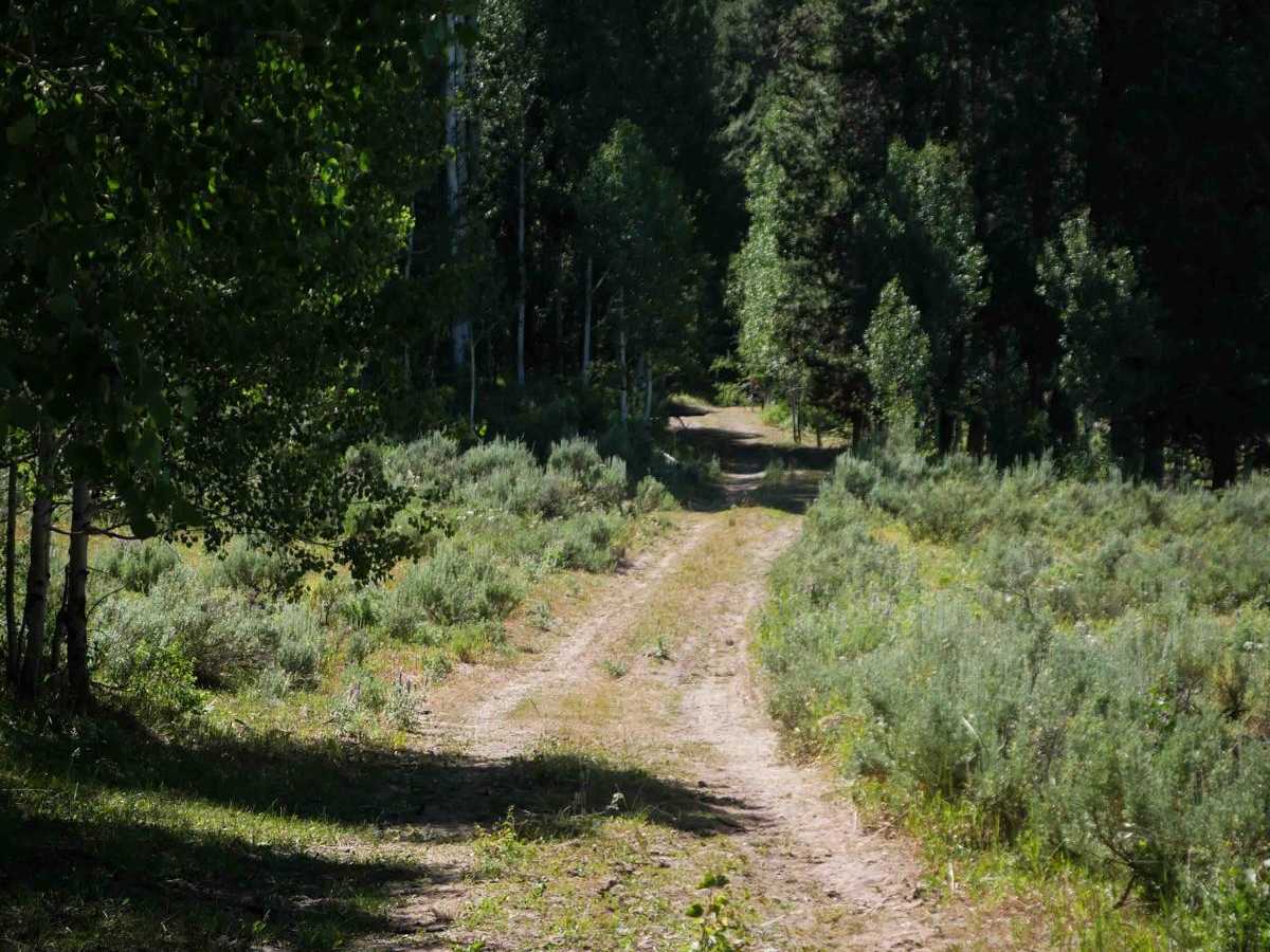 Green Basin #5229  trail photo