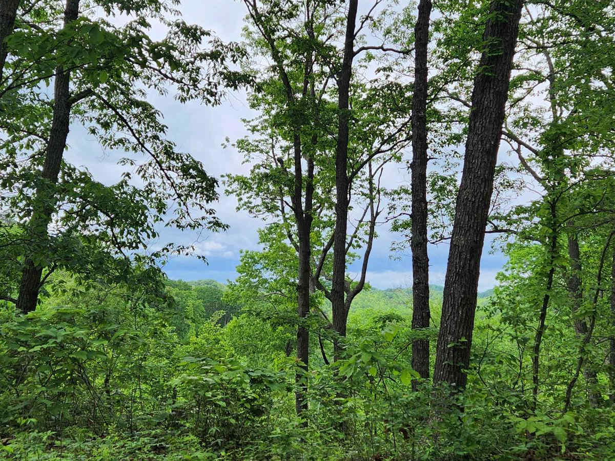 Forest Road 6 photo 3