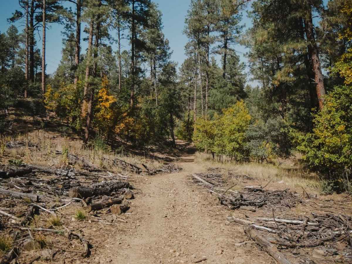 Ponderosa photo 3