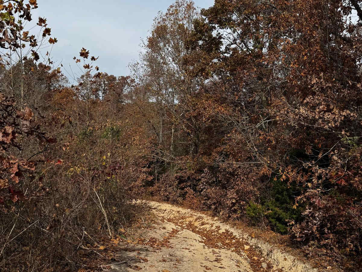 Bird Loop photo 4