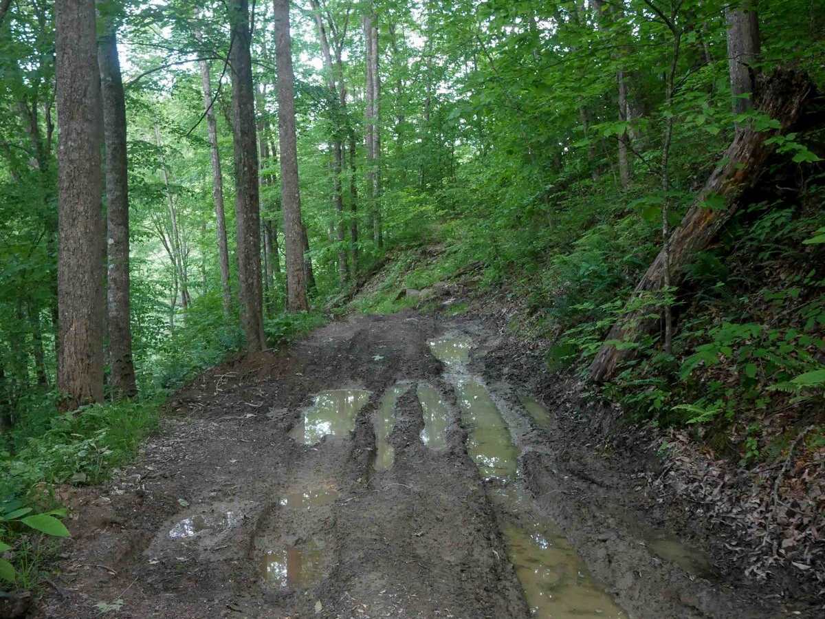 MV29 photo 6