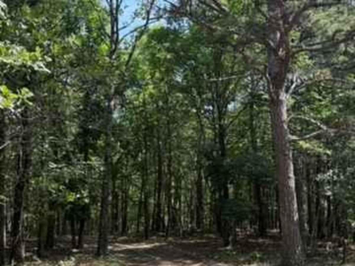 Tim's Shortcut trail photo