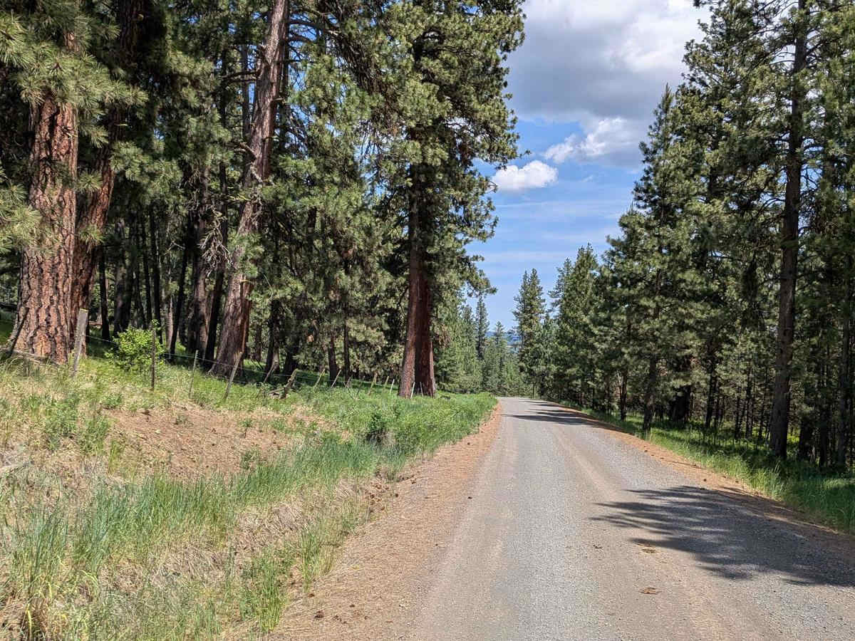 Wellamockin Road South NF46 trail photo