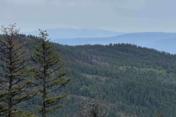Jackpine Forest Service Road