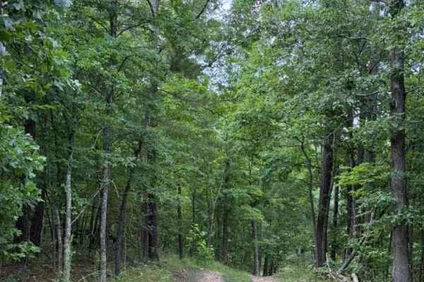 Sara's Trail