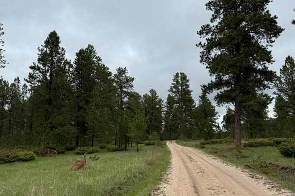 Bear Run