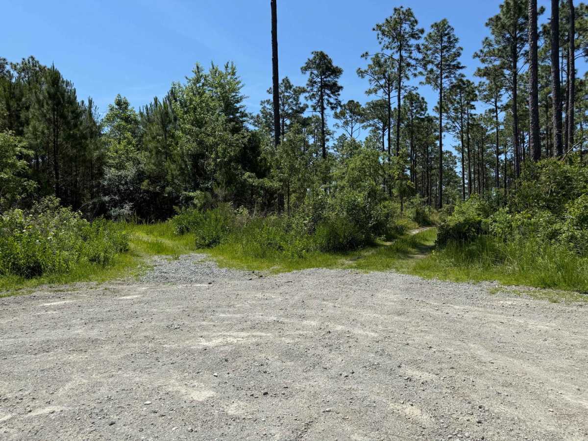 FS 206 Spur 1 trail photo