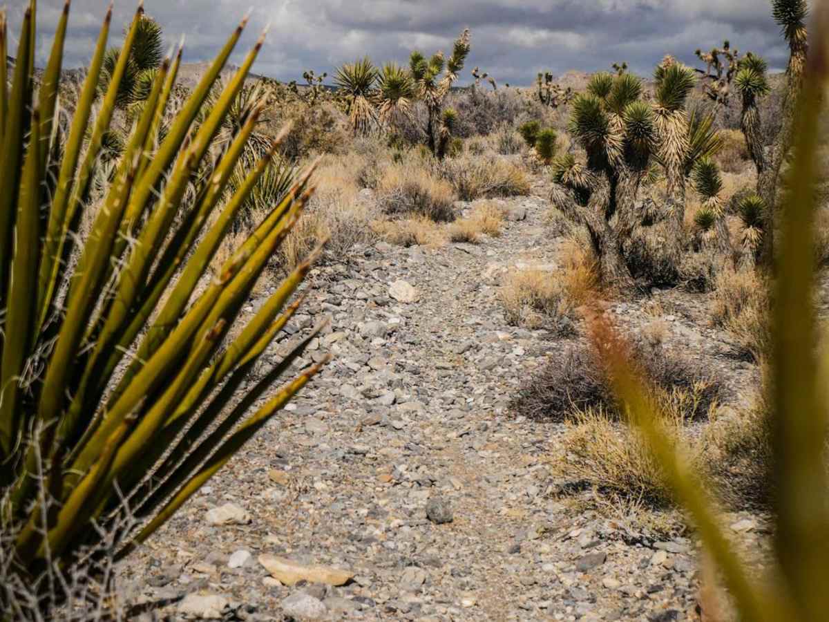 Cactus Trail photo 6