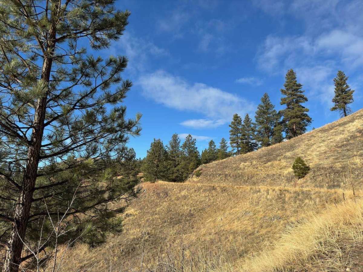 Brennan Creek photo 5