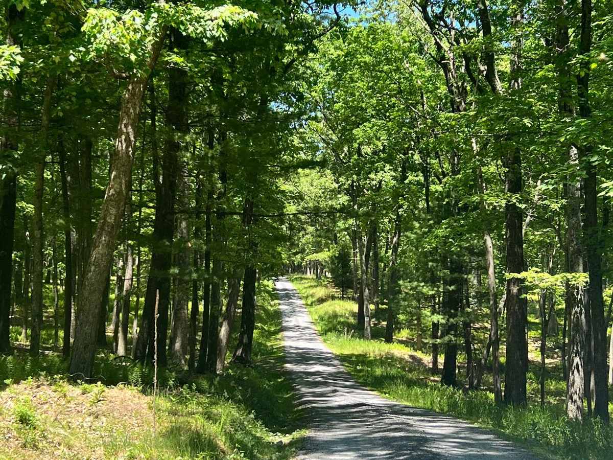 Ridge Rambler trail photo
