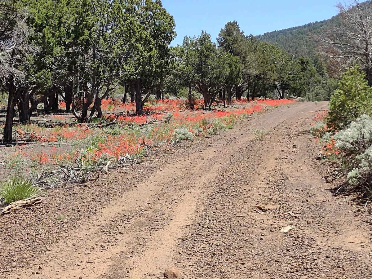 Wild Flower Pass (CR 717/Trail 1835) trail photo