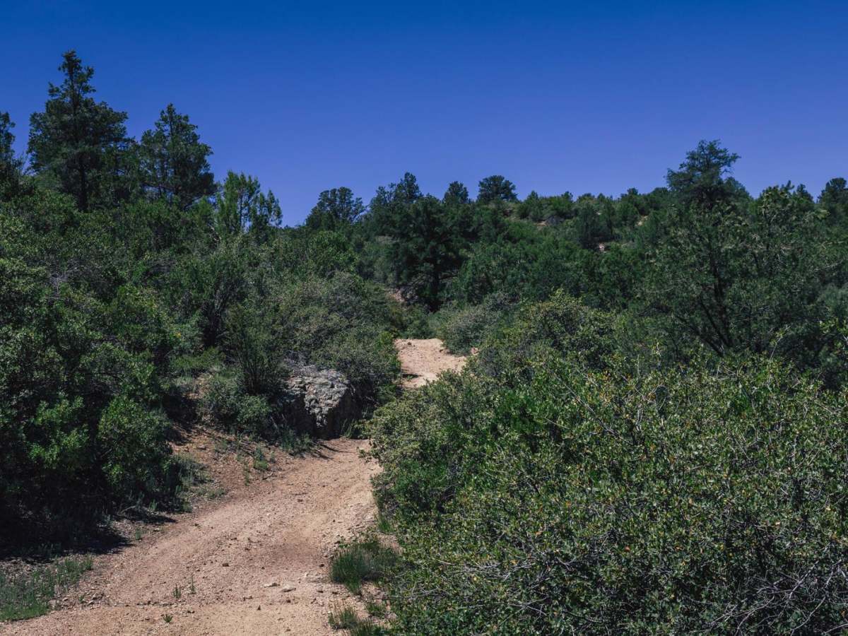 Old Camp Wood Road photo 4