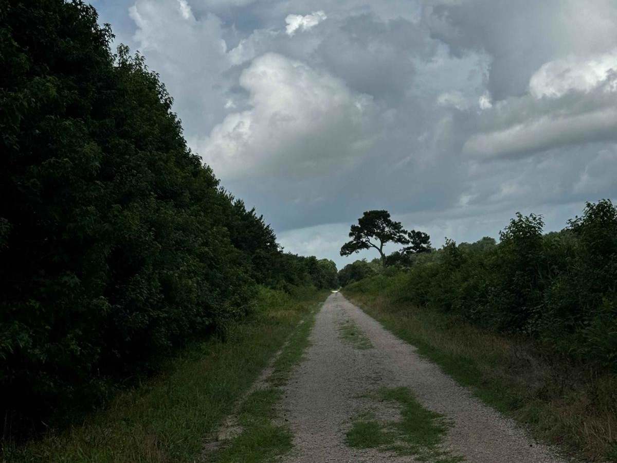 Middle Road - Pocosin Lakes National Wildlife Refuge photo 3