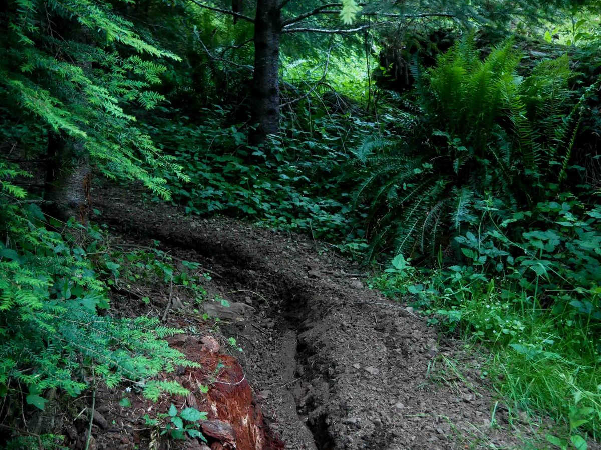 Fern Gully #49 photo 2
