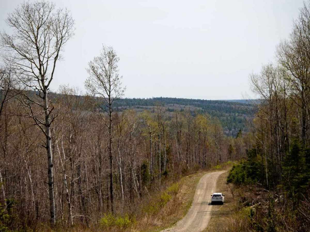 Roger Brook Trail (Part 1) trail photo