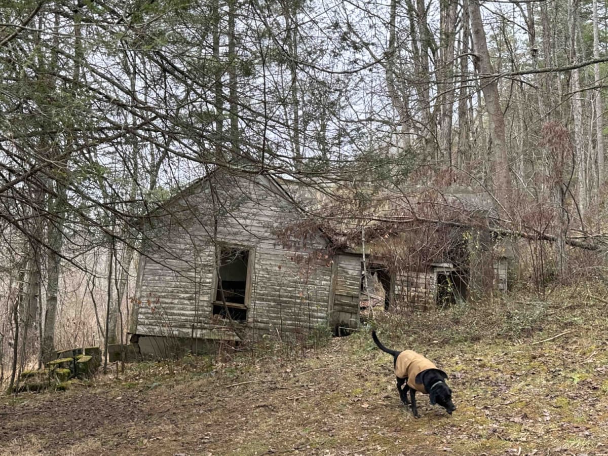 Clover Bottom Creek Road photo 5
