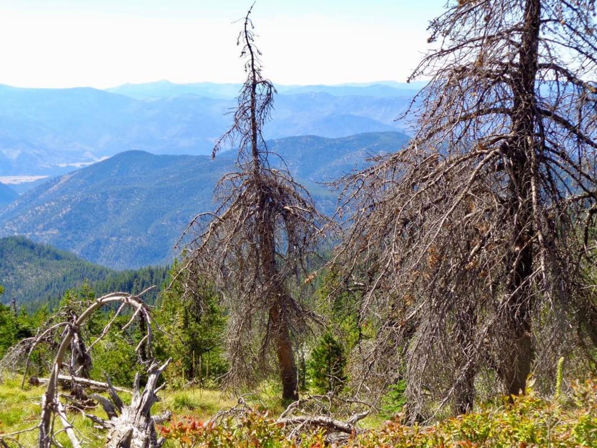 Nemote Creek to Stark Lookout photo 2