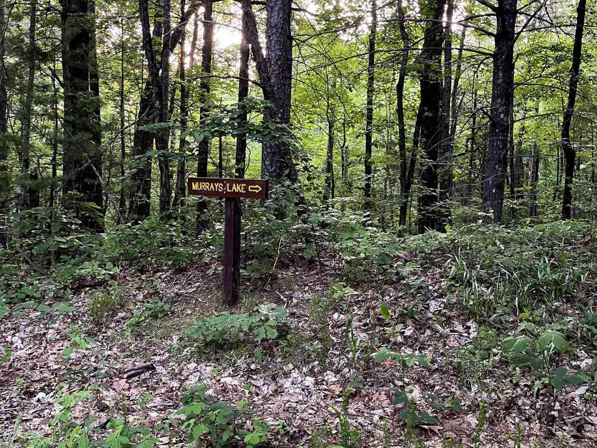 Murray's Lake trail photo