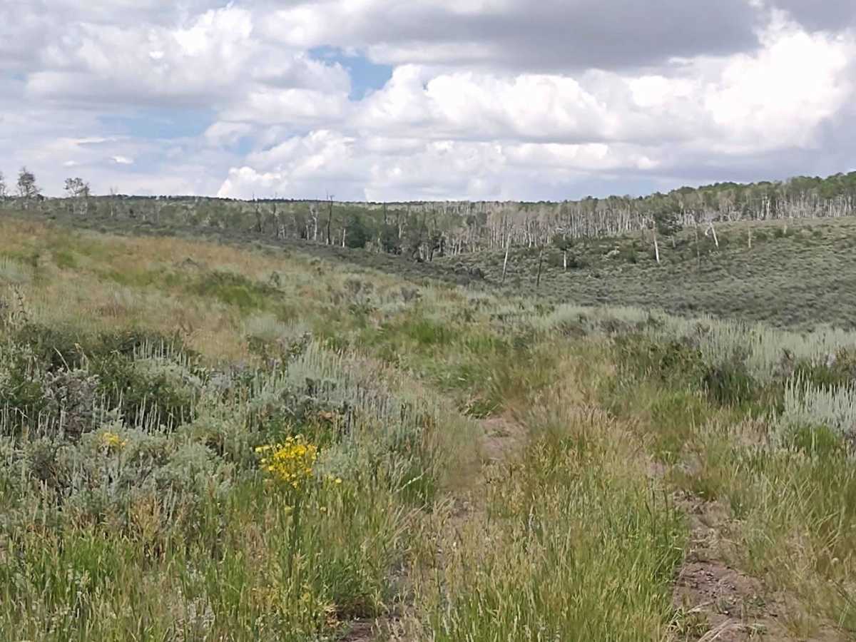 Box Creek Spur (FS 42456, 41232, 41223) photo 4
