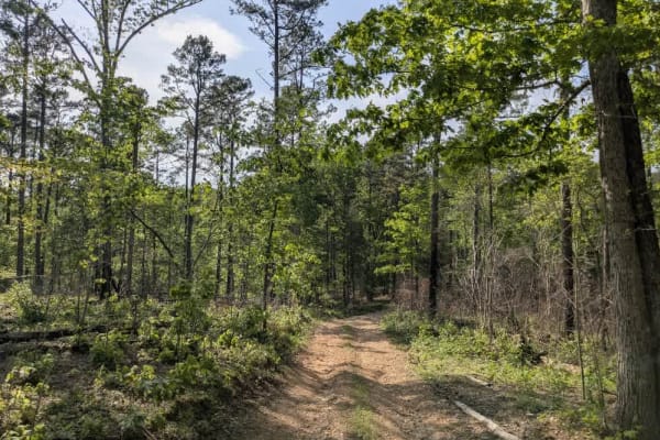 Bee Branch Road