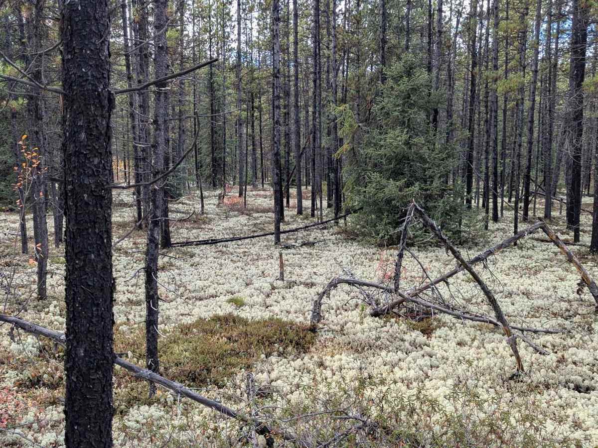 Andy Baily lake trail photo 4