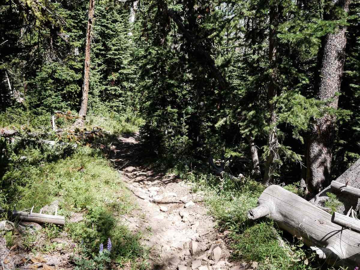 Lizard Lakes photo 5