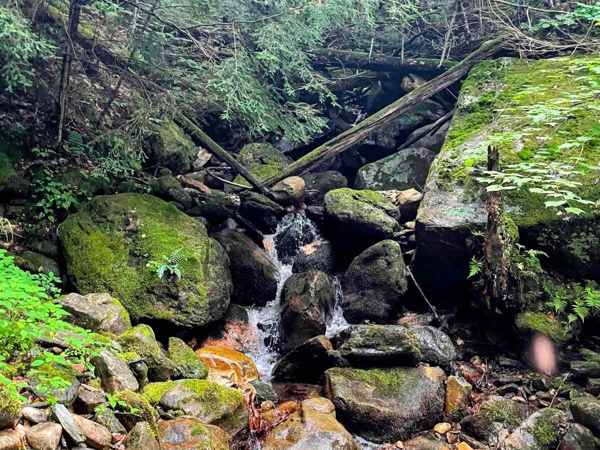 Torrey Mountain Road trail photo