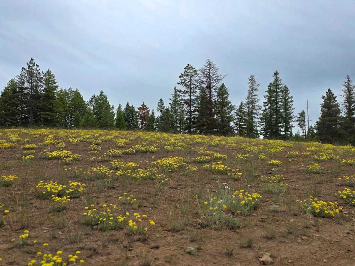 Brush Ridge trail photo