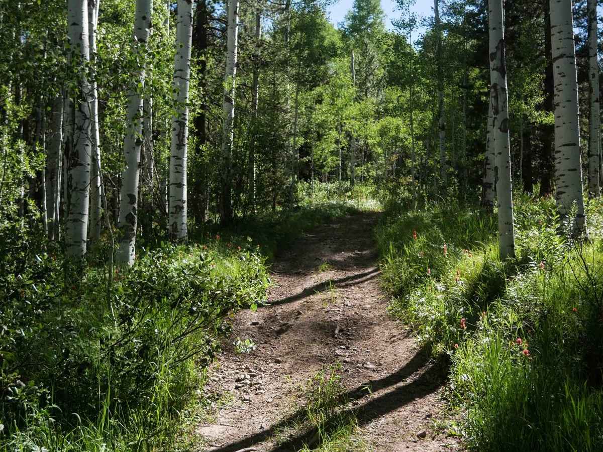 Pritchert Springs West #5213  photo 3