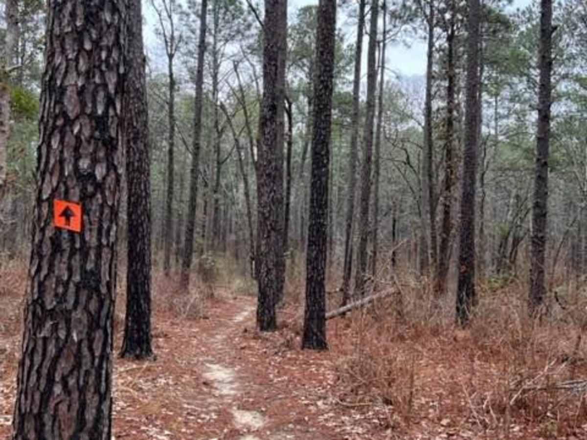 Claiborne "B" Loop photo 3
