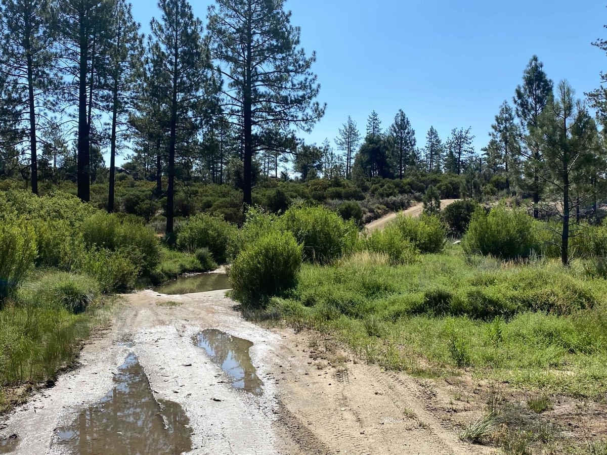 Pine Forest Trail to Laguna Hanson Cerro San Pedro photo 3