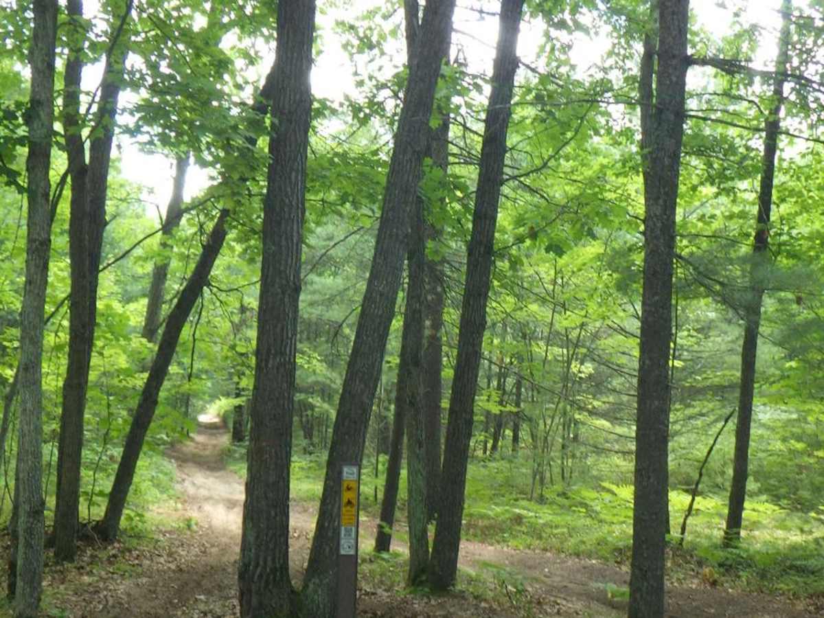 West Higgins Trail - North Border, 14485, and 14487 trail photo