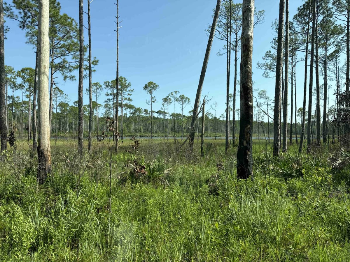 Warren Bluff Road photo 2