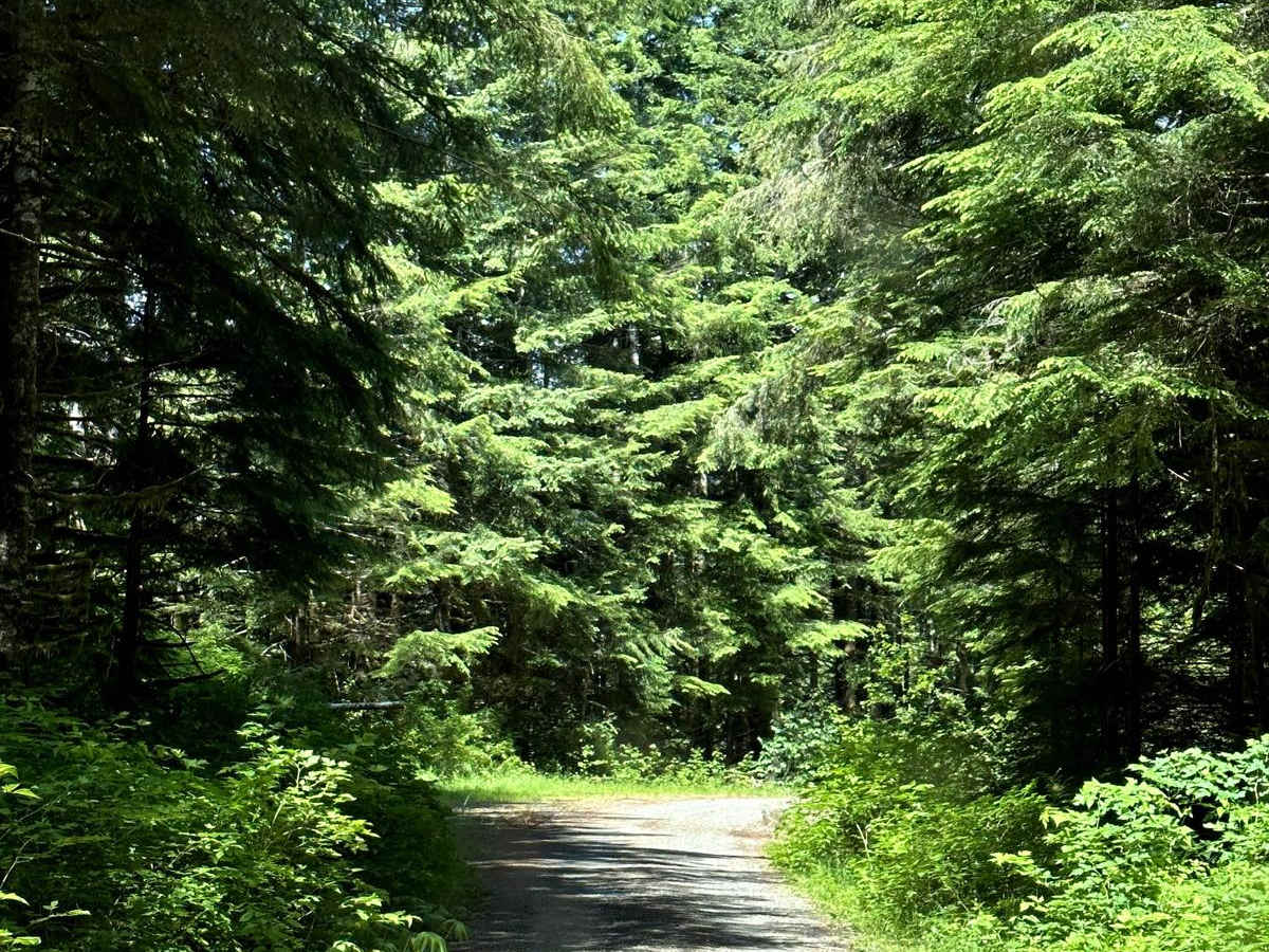 East Fork Humptulips Trail photo 6