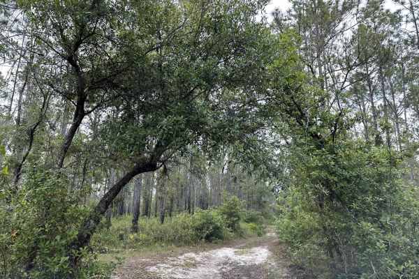 Richloam Wildlife Management Area SE Quarter Infinity Loop