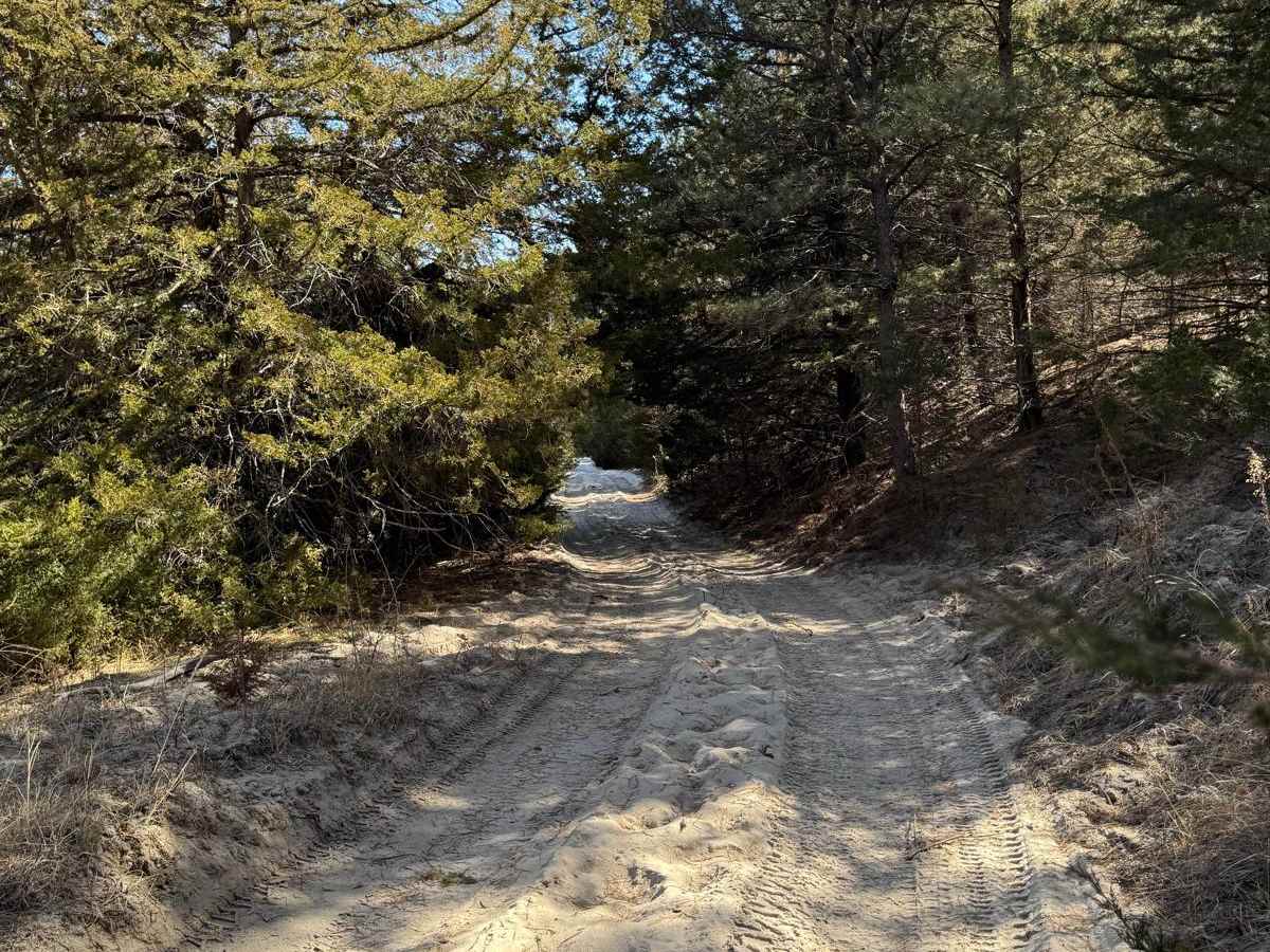 Forest Road 201-1 photo 5