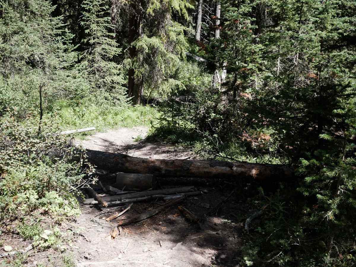 Cinnamon Trail photo 5