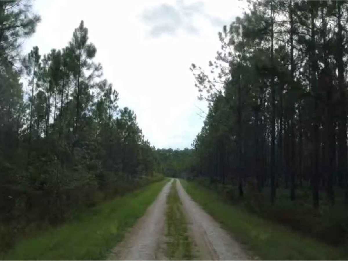 Cary State Forest - Thomas Creek Tract photo 2