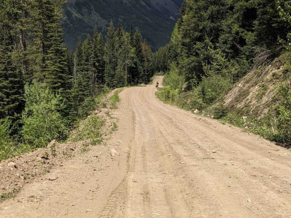Alexander Creek Forestry Road trail photo