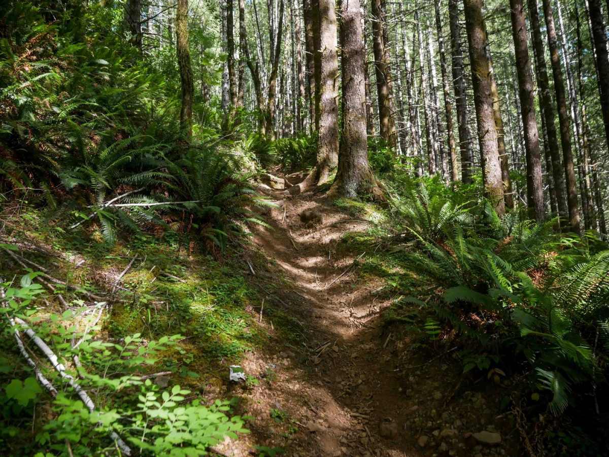 Skidmark #114 trail photo