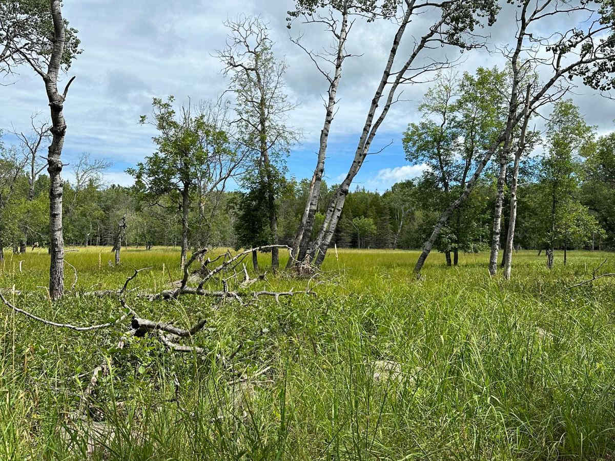 Grass Lake DD Loop photo 3