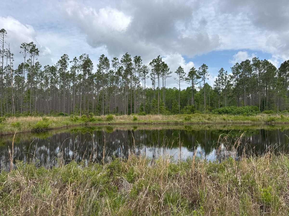 Little Suwannee Road - Osceola NF 291 photo 5