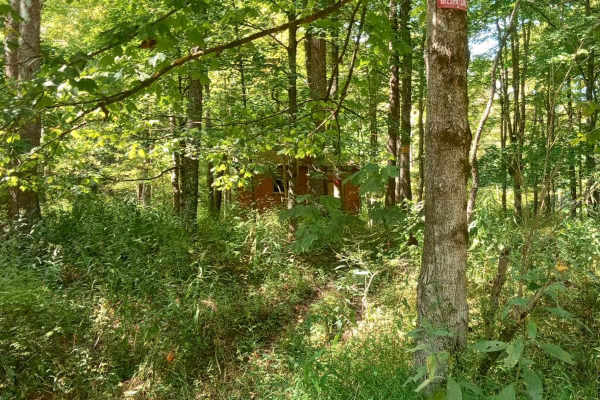 Cedar Run
