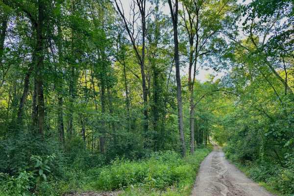 Montcalm Ave Northeast Trail