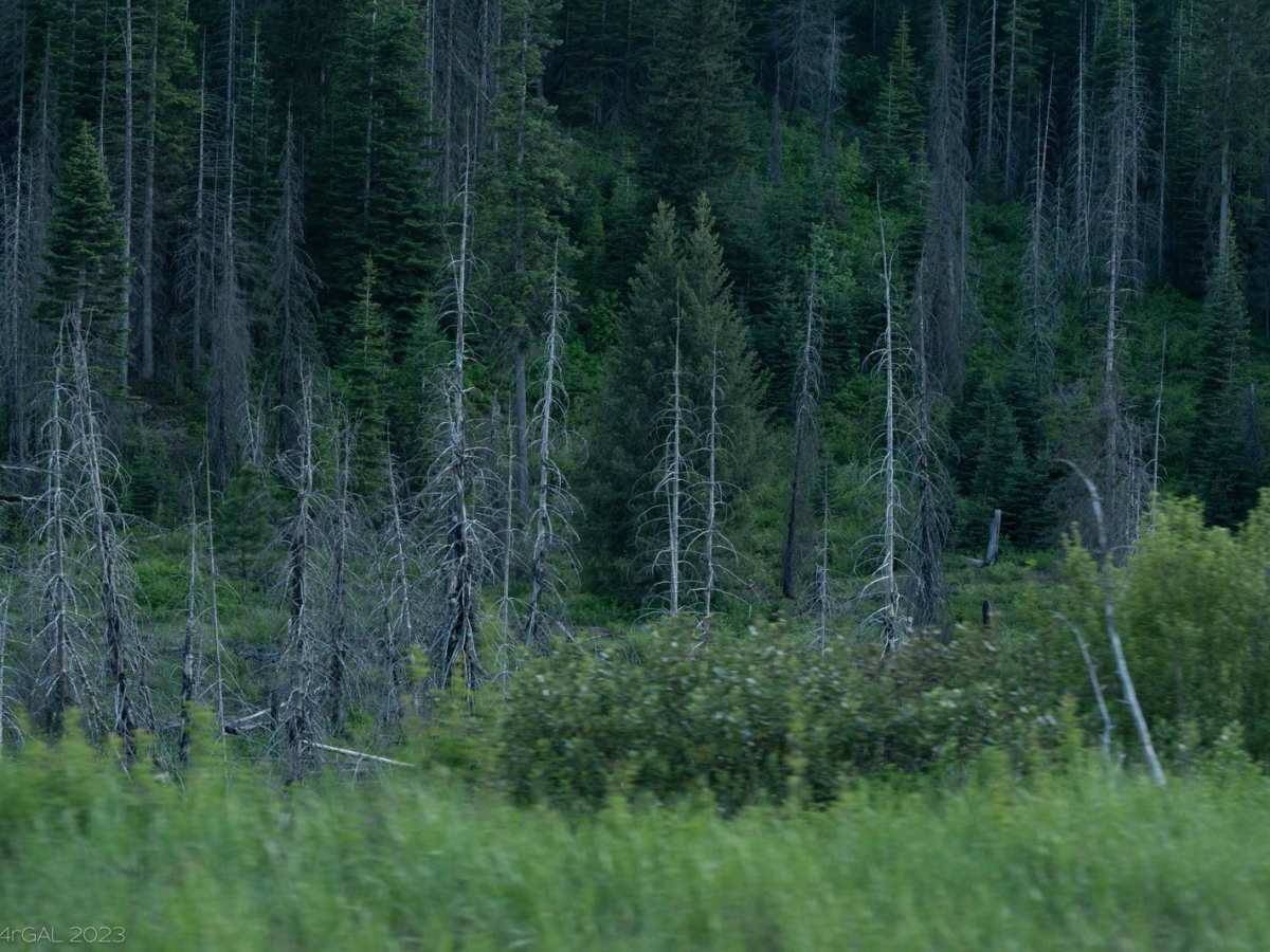 Phillips Creek photo 3