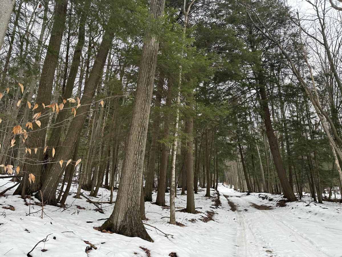 Shauger Hill Road photo 2