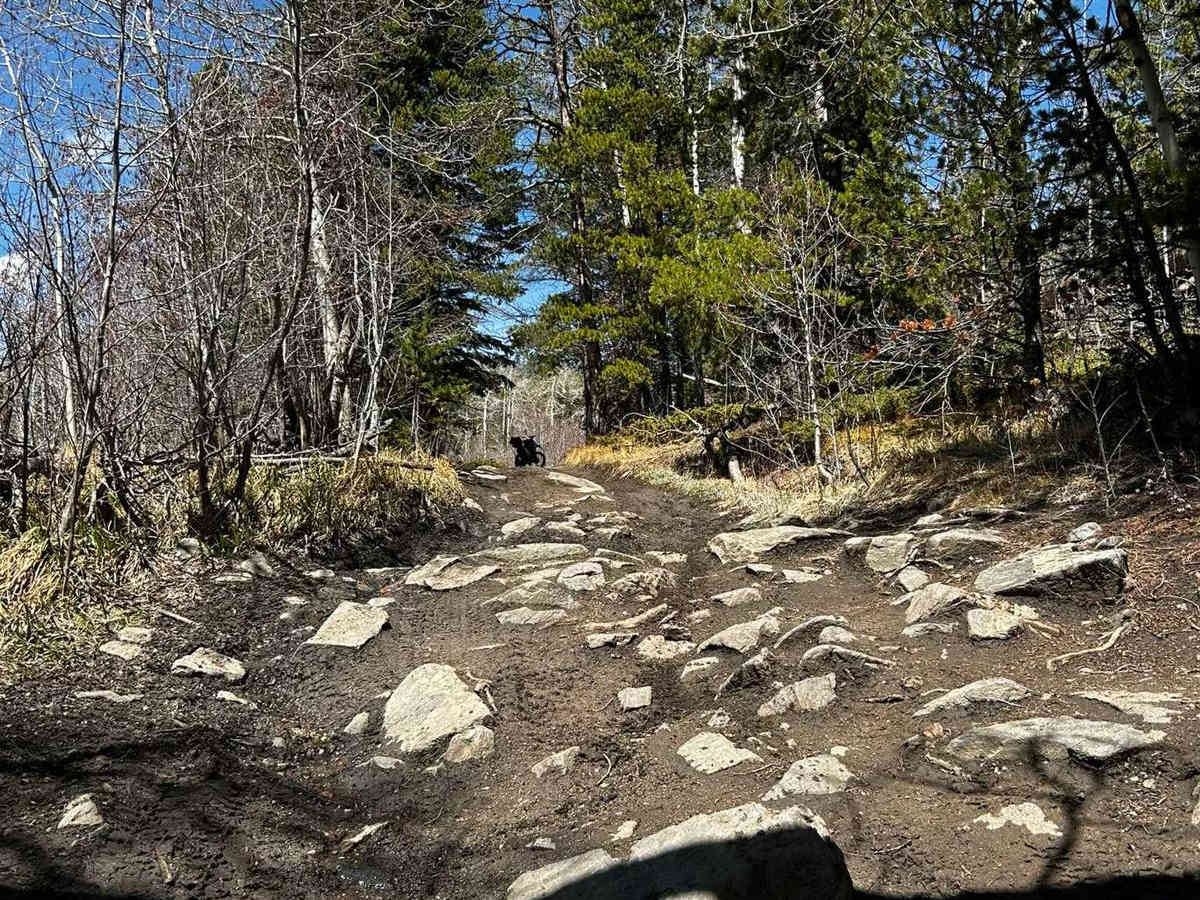 Pratt Creek Cutoff North trail photo